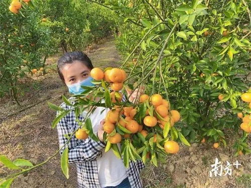 惠城蘆洲90后扶貧專(zhuān)干變身“網(wǎng)紅主播”，直播帶貨助力農(nóng)副產(chǎn)品暢銷(xiāo)